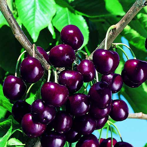 Череша Skeena изображение 1 артикул 4871