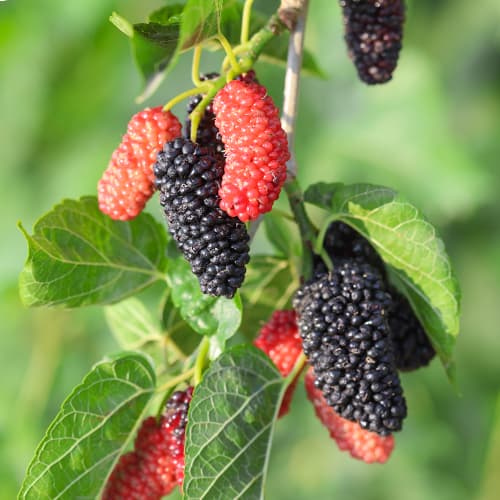 Черница Full Seasons, С2 изображение 1 артикул 5452