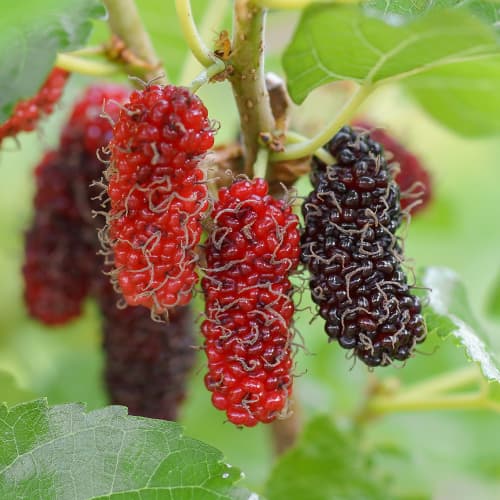 Черница Red No.2, С2 изображение 1 артикул 5453