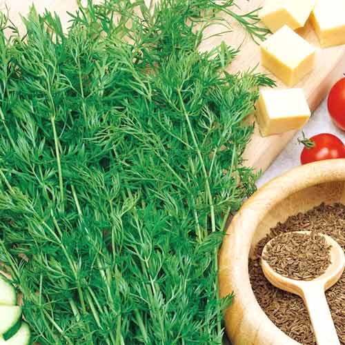 Chimen anual Sprinter imagine 1 articol 66972