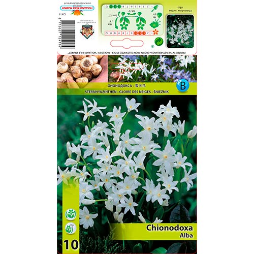 Chionodoxa Alba imagine 1 articol 67319