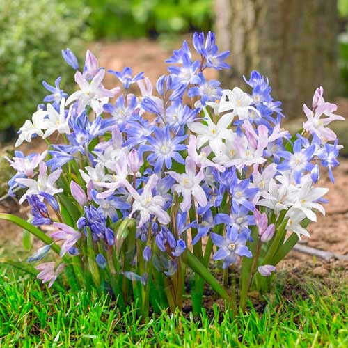 Chionodoxa mix multicolor imagine 1 articol 67322