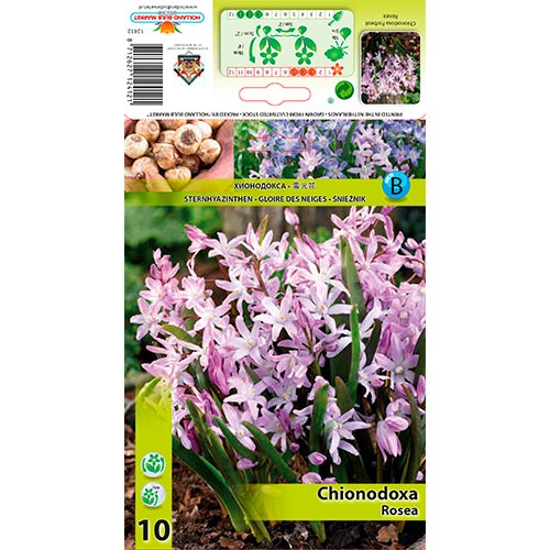 Chionodoxa Rosea imagine 1 articol 67323