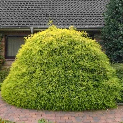 Chiparos Aurea imagine 1 articol 5092