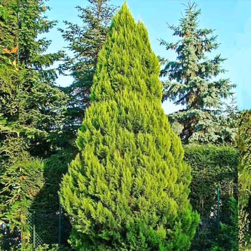 Chiparos de California Ellwood's Gold imagine 1 articol 9419