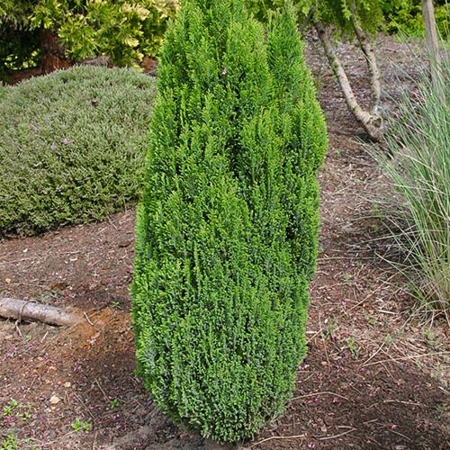 Chiparos Ellwoods Pillar imagine 1 articol 4495