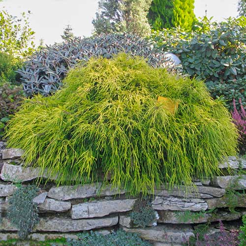 Chiparos globular auriu Sungold imagine 1 articol 9402