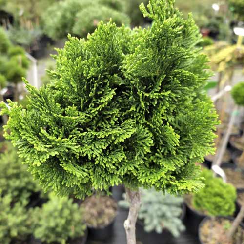 Chiparos Nana Gracilis, C4 imagine 1 articol 8245