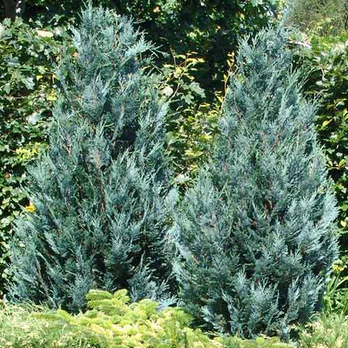 Chiparos Pelts Blue imagine 1 articol 4496