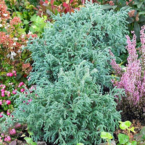 Chiparos pisifera Baby Blue imagine 1 articol 9422