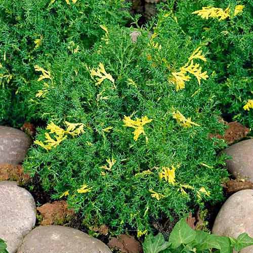 Chiparos Saffron Spray imagine 1 articol 4498