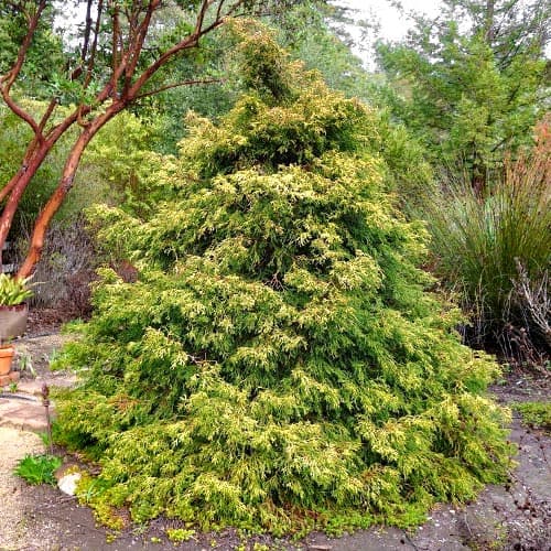 Chiparos Tsatsumi Gold imagine 1 articol 5093