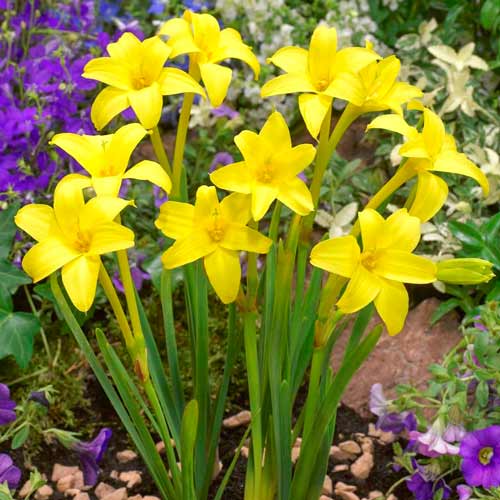 Chlidanthus Fragans imagine 1 articol 76200