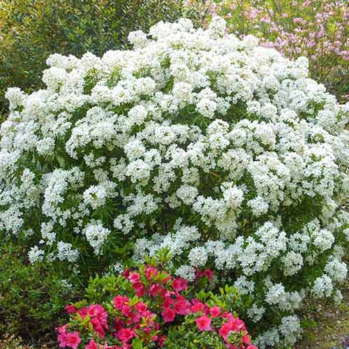 Choisya ternata Aztec Pearl imagine 1 articol 3904