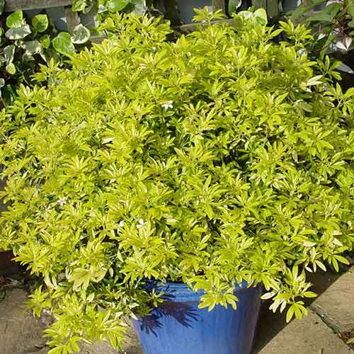 Choisya ternata Goldfingers imagine 1 articol 3906