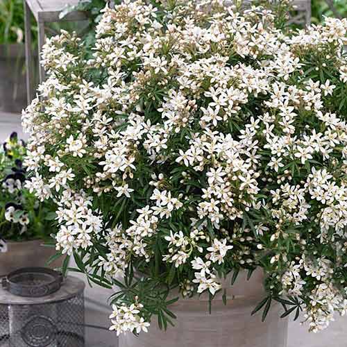 Choisya ternata White Dazzler imagine 1 articol 3905