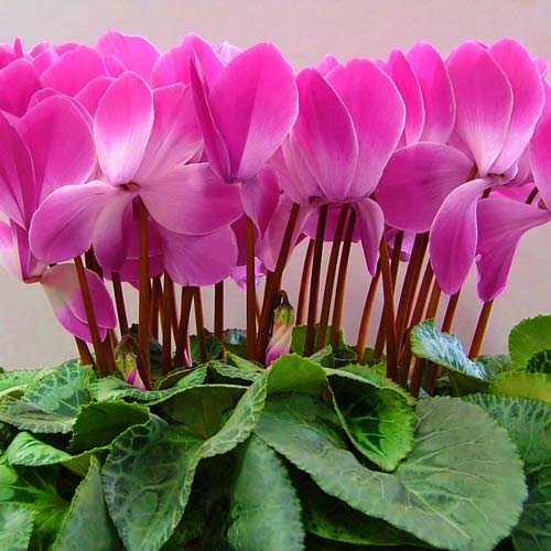 Ciclamă Dama F1, roz imagine 1 articol 66794