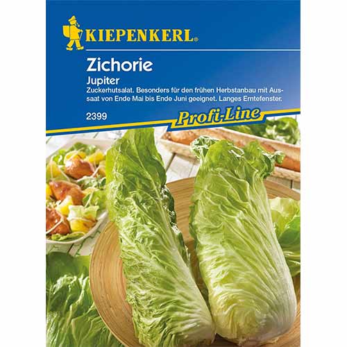 Cicoare albă (radicchio) Jupiter imagine 1 articol 96686