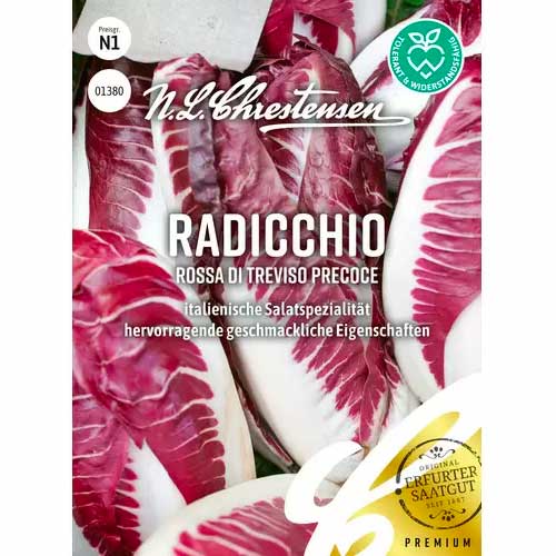 Cicoare albă (radicchio) Rossa di Treviso precoce Chrestensen imagine 1 articol 50053