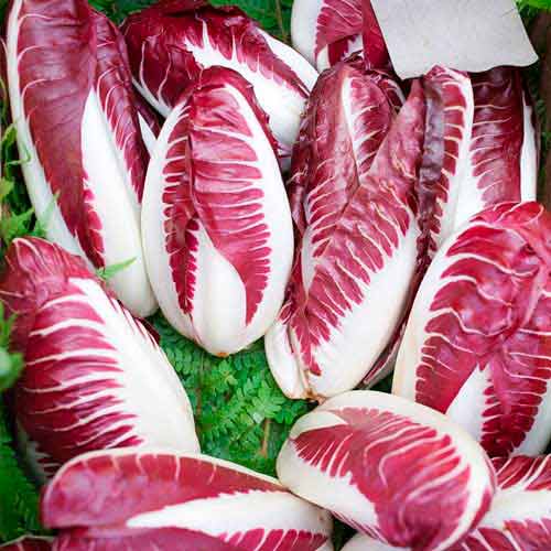 Cicoare de frunze (radicchio) Rossa di Treviso imagine 3 articol 69457