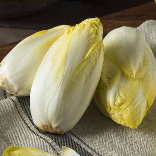 Cicoare furajeră Witloof imagine 1 articol 96502