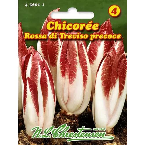 Cicoare roșie (radicchio) Rossa di Treviso Precoce imagine 1 articol 96469