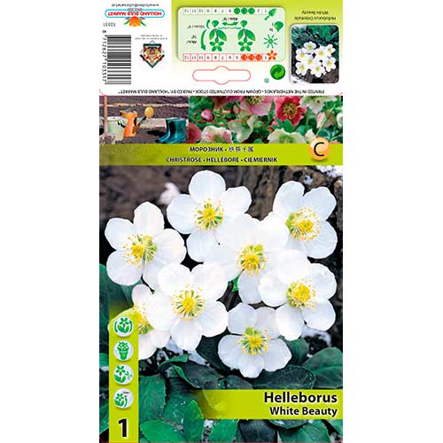 Ciemiernik White Beauty interface.image 1 interface.art 76264