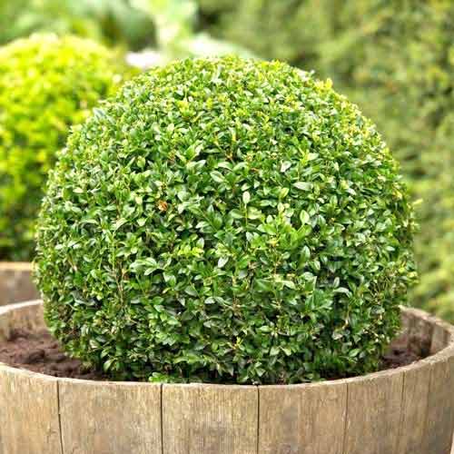 Cimişir (Buxus), P9 imagine 1 articol 9093