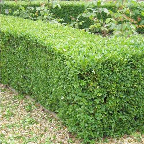 Cimişir (Buxus), P9 imagine 2 articol 9093