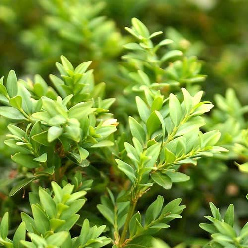 Cimişir (Buxus), P9 imagine 3 articol 9093