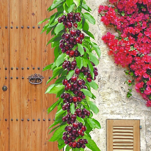 Cireș columnar Victoria, С2 imagine 1 articol 1923