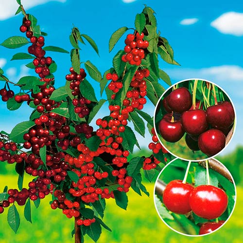 Cireș DUO imagine 1 articol 7148