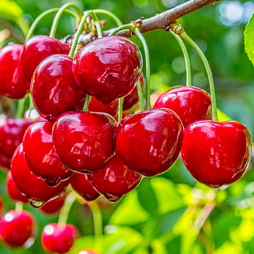 Cireș Elegant Joy, С2 imagine 1 articol 1628