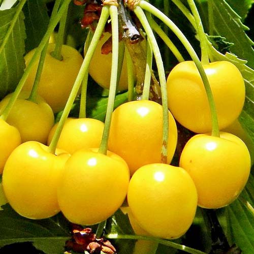 Cireș galben imagine 1 articol 8623