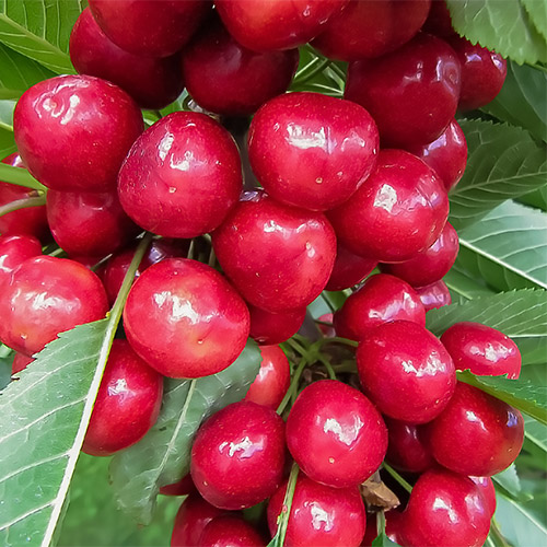 Cireș gigant roșu imagine 1 articol 7457