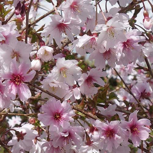 Cireș japonez (Prunus) Mikinori imagine 1 articol 4105