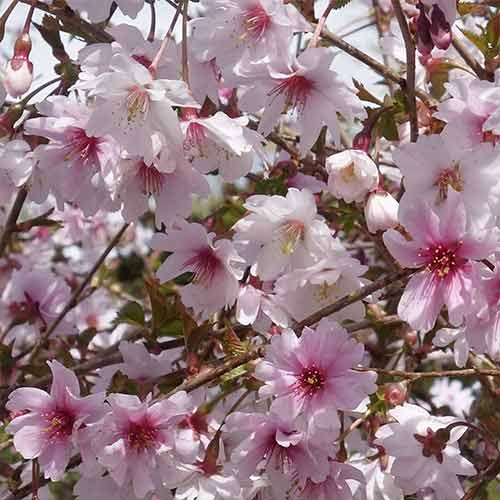 Cireș japonez (Prunus) Mikinori imagine 1 articol 3926
