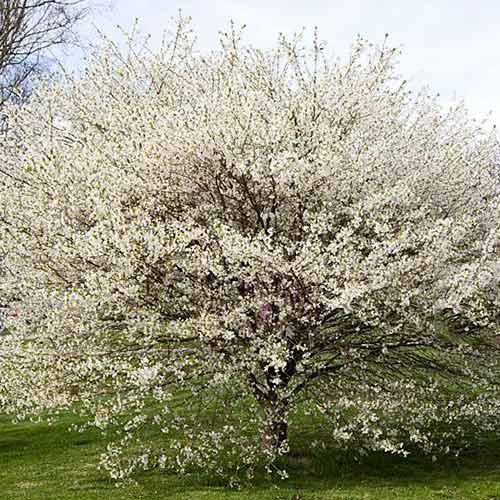 Cireș japonez (Prunus) Yamadei imagine 1 articol 3928