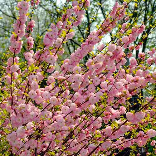 Cireș japonez imagine 1 articol 67942