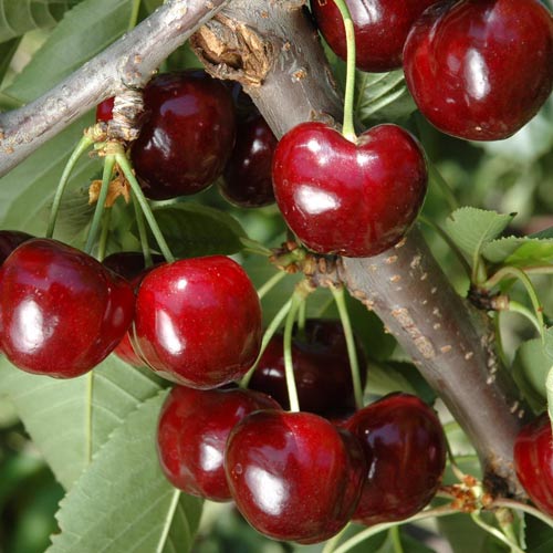 Cireș Lycia imagine 1 articol 7968