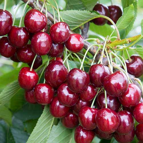 Cireș Regina imagine 1 articol 7484