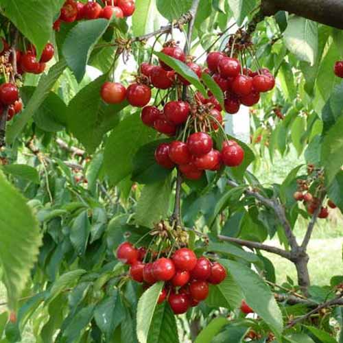 Cireș Swing imagine 1 articol 4872