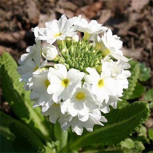 Ciuboțica cucului (Primula) denticulata Corolla White imagine 1 articol 01399