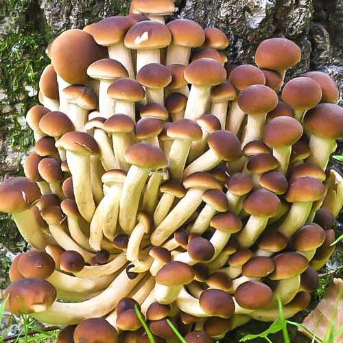 Ciuperca de plop imagine 3 articol 9735