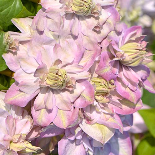 Clematis Anna's Choice, С2 изображение 1 артикул 5464