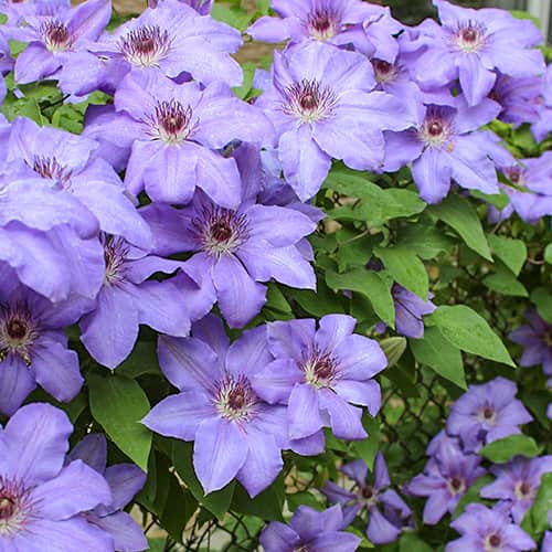 Clematis Blue Cotillion, С2 изображение 1 артикул 5467