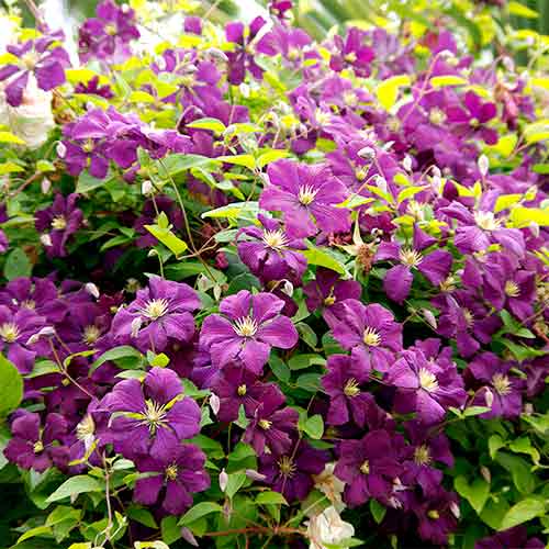 Clematis Etoile Violette imagine 1 articol 9062