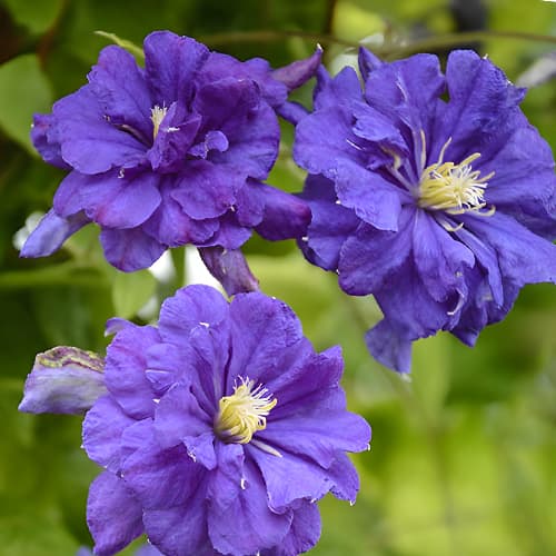 Clematis Floral Dance, С2 изображение 1 артикул 5473