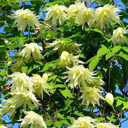 Clematis Golden Dream imagine 1 articol 4139