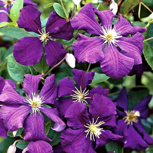 Clematis Jackmanii imagine 1 articol 2537